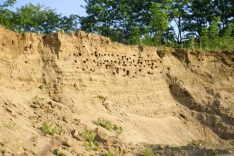 Steep sand hill with holes, surrounded by vegetation Sand martins (Riparia riparia) nest in a sand