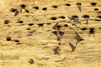 Several sand martins (Riparia riparia) nest in a sand pit Sand excavation and use the natural