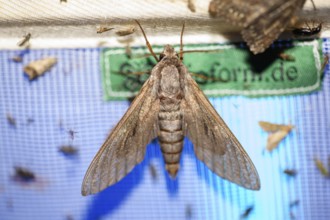 Close-up of a nocturnal butterfly pine hawkmoth (Sphinx pinastri) on a net during light trapping in