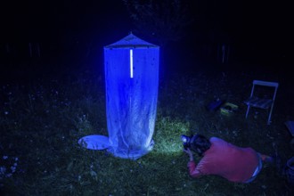 Person, biologist, butterfly researcher photographs moths on an insect-studded light tent light