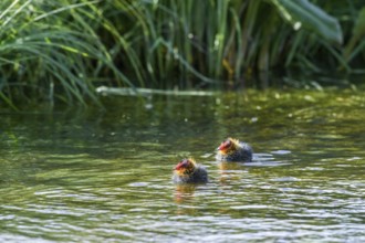 Two coot chicks (Fulica atra) swimming side by side in green water, Dümmer nature park Park, Lower