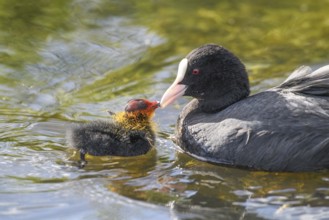 A coot Eurasian Coot (Fulica atra) feeding its young bird, Dümmer nature park Park, Lower Saxony,