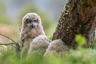 Three eagle owl (Bubo bubo) chicks sitting hidden in their nest near a tree in the grass, one young
