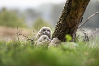 Four eagle owl (Bubo bubo) chicks sit hidden in their nest near a tree in the grass. Lower Saxony,
