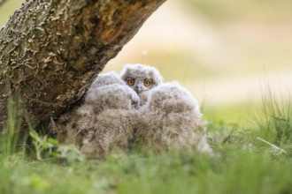 Eurasian Eagle-owl (Bubo bubo) chick peering curiously between the fluffy feathers of its siblings,