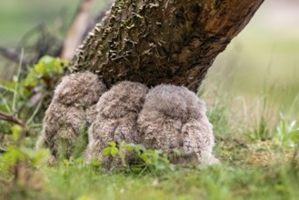 Three eagle owl (Bubo bubo) chicks sitting close together under a tree trunk, well camouflaged in