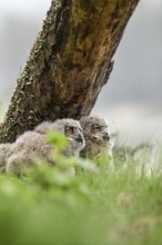 Two young eagle owls (Bubo bubo) look attentively at their surroundings next to a tree trunk in a