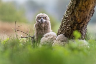 Four eagle owl (Bubo bubo) chicks sit hidden in their nest near a tree in the grass. One looks