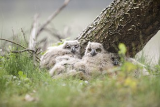 Several eagle owl (Bubo bubo) chicks sit hidden in their nest near a tree in the grass. Lower