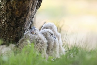 Four eagle owl (Bubo bubo) chicks sitting hidden in their nest near a tree in the grass, one young