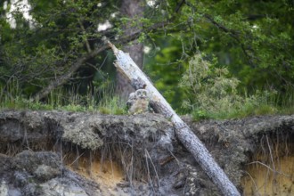A young eagle owl (Bubo bubo) sitting next to a fallen tree and roots in the forest, Lower Saxony,
