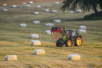 A tractor with front loader moves across a meadow with hay bales round bales in the warm light of