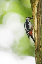 A great spotted woodpecker (Dendrocopos major, Syn.: Picoides major) sits on a tree trunk in front