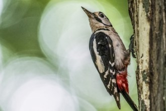 Great spotted woodpecker (Dendrocopos major) vertical on a tree trunk with green surroundings,