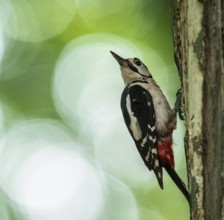 A great spotted woodpecker (Dendrocopos major, Syn.: Picoides major) sitting on a tree trunk in