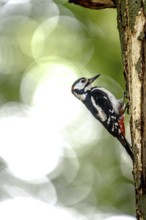 Great spotted woodpecker (Dendrocopos major) climbing on a tree trunk in a natural environment,