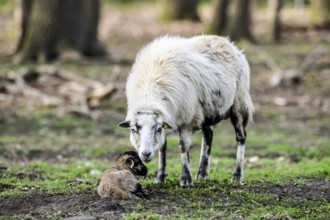 A sheep (Ovis gmelini aries) with a lamb on a green pasture, peaceful spring atmosphere, photo