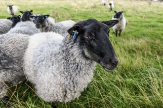 A group of sheep (Ovis gmelini aries) stands in a meadow surrounded by grass, the scene looks