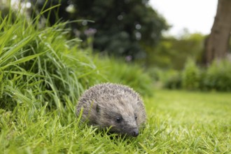European hedgehog (Erinaceus europaeus) adult animal on a garden grass lawn next to an area of long