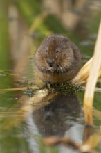 Water vole (Arvicola amphibius) adult animal feeding on pond weed in summer, RSPB Minsmere nature