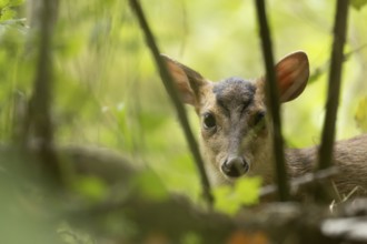 Muntjac deer (Muntiacus reevesi) juvenile baby fawn in a woodland, England, United Kingdom