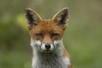 Red fox (Vulpes vulpes) adult animal head portrait, England, United Kingdom
