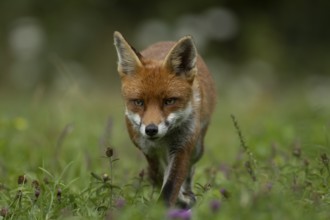 Red fox (Vulpes vulpes) adult animal walking amongst wild flowers in a meadow in summer, England,