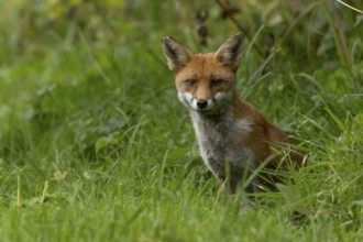 Red fox (Vulpes vulpes) adult animal in countryside grassland in summer, England, United Kingdom