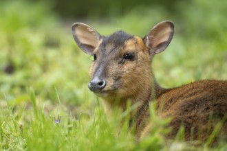 Muntjac deer (Muntiacus reevesi) adult animal sitting in grass, England, United Kingdom