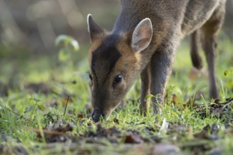 Muntjac deer (Muntiacus reevesi) adult animal feeding in a woodland, England, United Kingdom
