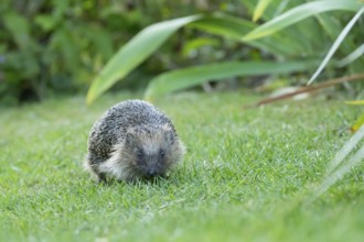 European hedgehog (Erinaceus europaeus) adult animal on a garden grass lawn in summer, England,