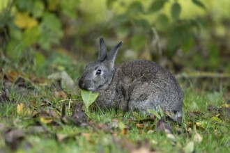 Rabbit (Oryctolagus cuniculus) adult animal eating a tree leaf in autumn, Wales, United Kingdom