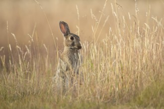 Rabbit (Oryctolagus cuniculus) adult animal in long grass in summer, England, United Kingdom