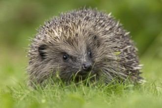 European hedgehog (Erinaceus europaeus) adult animal on a garden grass lawn, England, United