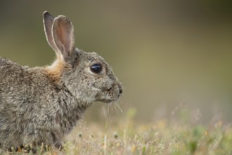 Rabbit (Oryctolagus cuniculus) adult animal head portrait, England, United Kingdom