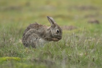 Rabbit (Oryctolagus cuniculus) adult animal washing its foot, England, United Kingdom