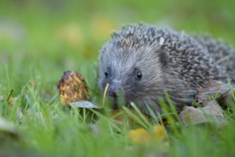 European hedgehog (Erinaceus europaeus) adult animal on a garden grass lawn in autumn, England,