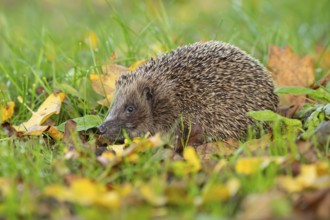European hedgehog (Erinaceus europaeus) adult animal on a garden grass lawn with fallen tree leaves