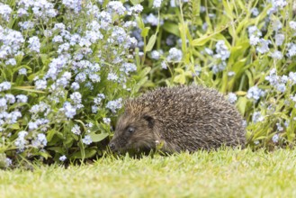 European hedgehog (Erinaceus europaeus) adult animal walking on a garden flower border with