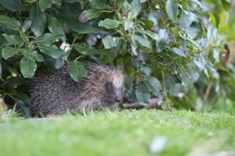 European hedgehog (Erinaceus europaeus) adult animal emerging from under a garden plant shrub,