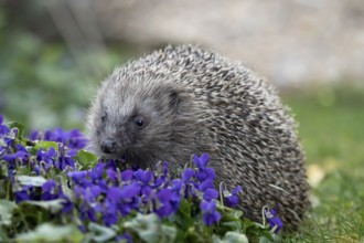 European hedgehog (Erinaceus europaeus) adult animal walking on a garden flower border with Dog