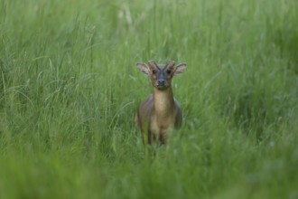 Muntjac deer (Muntiacus reevesi) adult animal sitting in grassland, England, United Kingdom