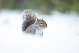 Grey squirrel (Sciurus carolinensis) adult animal in a snow covered garden in winter, England,