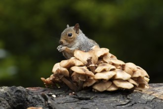 Grey squirrel (Sciurus carolinensis) adult animal feeding on fungi on a tree log in autumn,