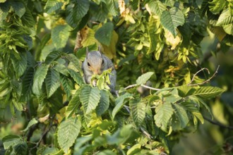 Grey squirrel (Sciurus carolinensis) adult animal feeding on tree leaves in summer, England, United