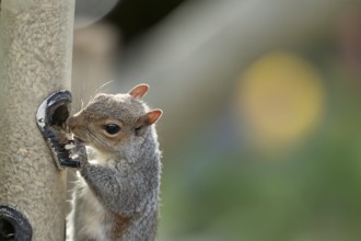 Grey squirrel (Sciurus carolinensis) adult animal eating sunflower seed hearts from a garden bird