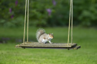 Grey squirrel (Sciurus carolinensis) adult animal on a garden swing, England, United Kingdom