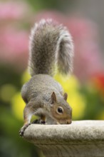 Grey squirrel (Sciurus carolinensis) adult animal drinking water from a garden bird bath in summer,