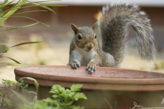 Grey squirrel (Sciurus carolinensis) adult animal by a garden plant pot saucer in summer, England,