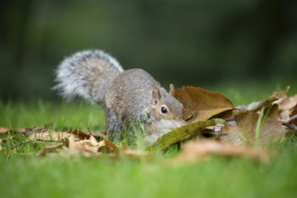 Grey squirrel (Sciurus carolinensis) adult animal searching for food amongst fallen tree leaves in